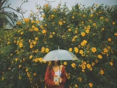 Gợi ý 6 cung đường săn hoa Dã Quỳ đẹp nhất Đà Lạt