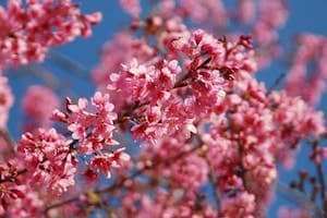 Quên đường về vì Mai Anh Đào Đà Lạt