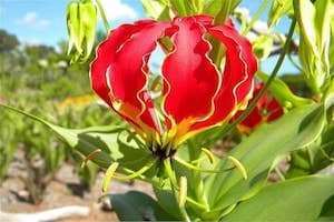Cây độc cần lưu ý cho các phượt thủ