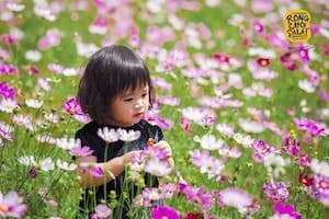 Xuất Hiện Thung Lũng Hoa Bươm Bướm Sặc Sỡ tại Đà Lạt