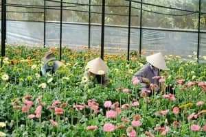Làng hoa Vạn Thành sở hữu vẻ đẹp 