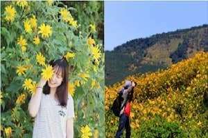 Lạc lối giữa sắc vàng hoa dã quỳ khi du lịch Đà Lạt tháng 10