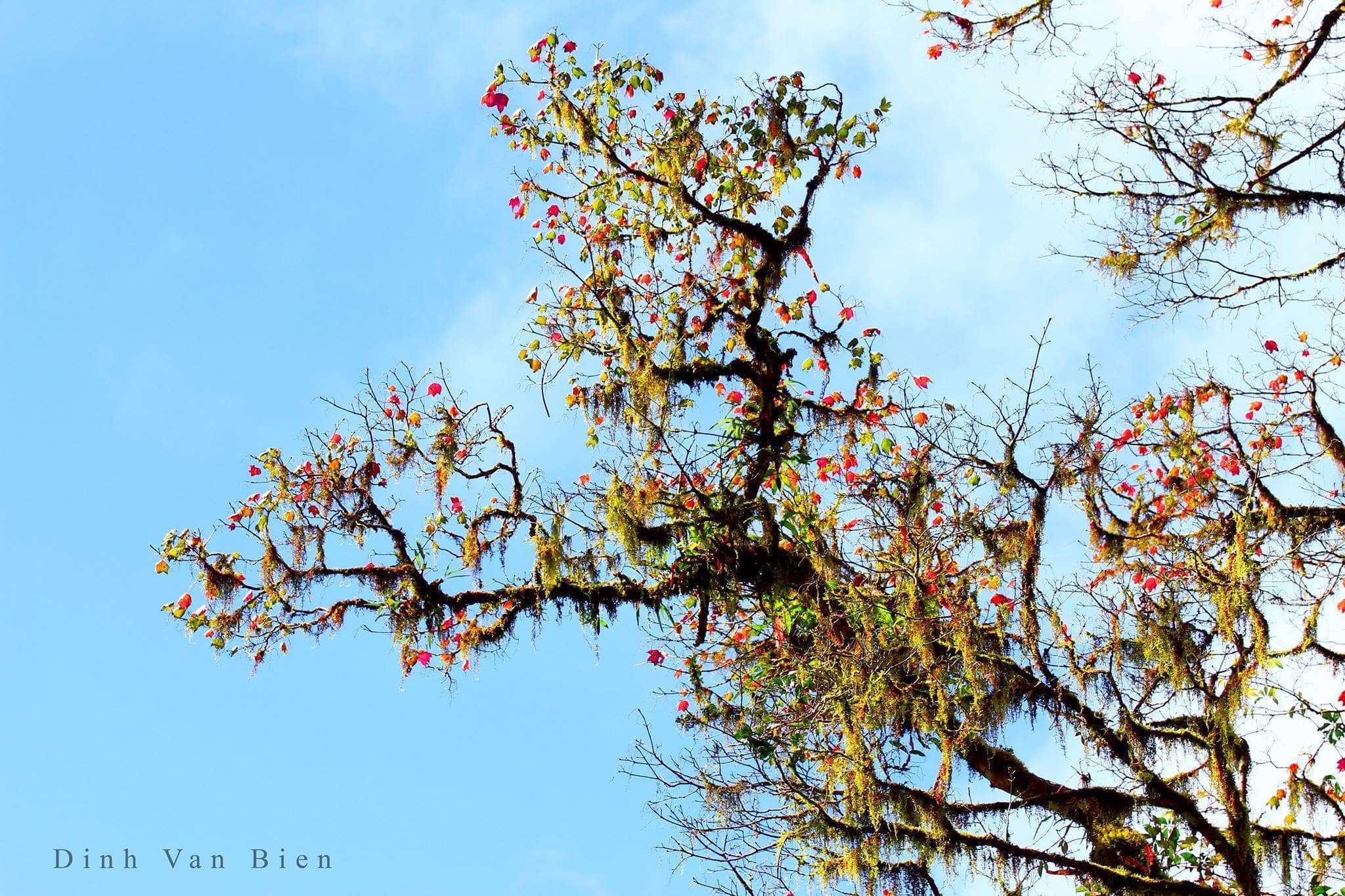 Ngắm l&aacute; phong tại Bidoup, N&uacute;i B&agrave;