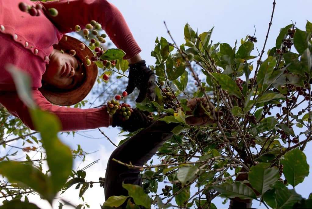 Ly cà phê Đà Lạt Ly cà phê Đà Lạt