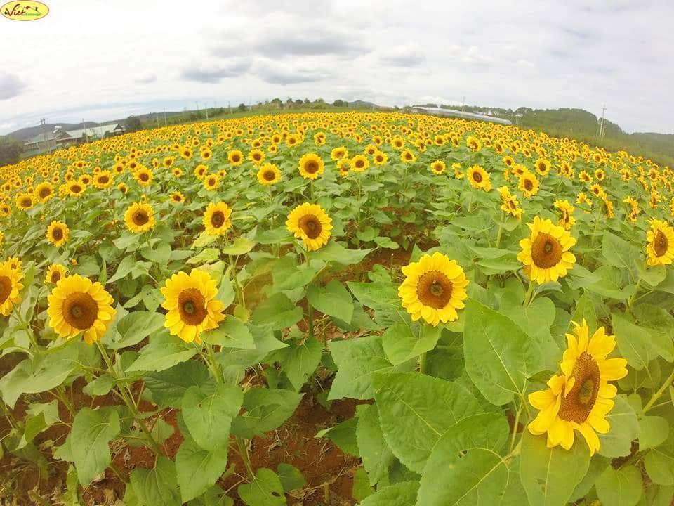 c&aacute;nh đồng hoa Hướng Dương Đ&agrave; Lạt