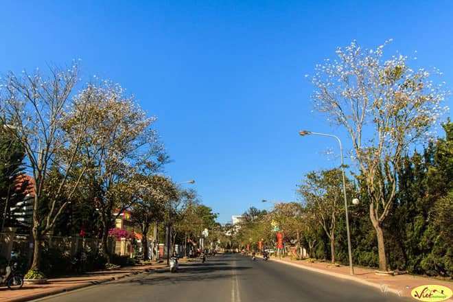 Những loài hoa khoe sắc đón xuân ở Đà Lạt Những loài hoa khoe sắc đón xuân ở Đà Lạt