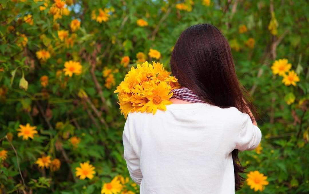 hoa d&atilde; quỳ ở Đ&agrave; Lạt