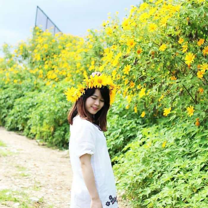 hoa d&atilde; quỳ ở Đ&agrave; Lạt