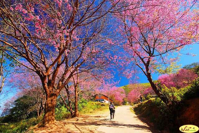 hoa mai anh đào Đà Lạt hoa mai anh đào Đà Lạt
