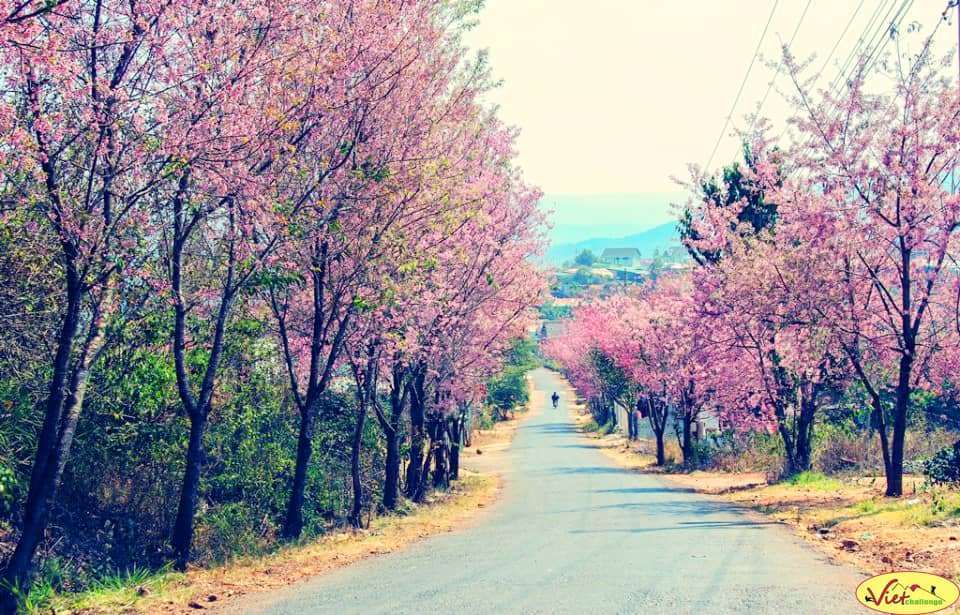 hoa mai anh đào Đà Lạt hoa mai anh đào Đà Lạt
