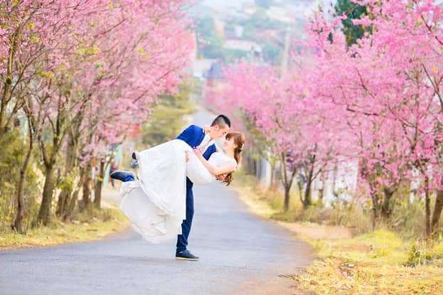 hoa mai anh đào Đà Lạt hoa mai anh đào Đà Lạt