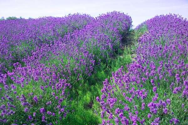 hoa lavender
