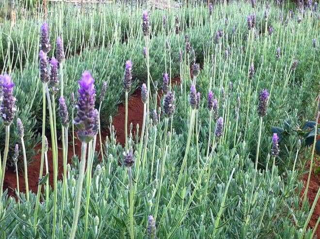 hoa lavender