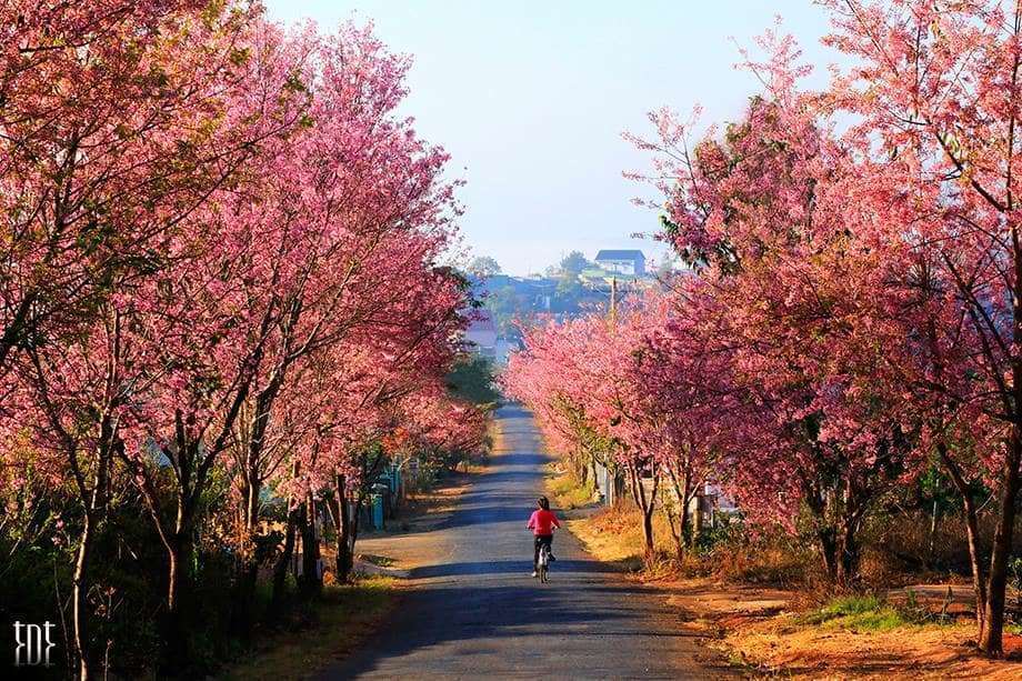 hoa mai anh đào Đà Lạt hoa mai anh đào Đà Lạt