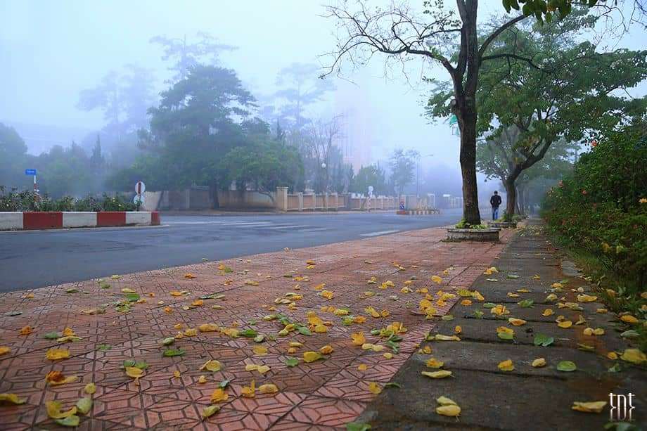 hoa mai anh đào Đà Lạt hoa mai anh đào Đà Lạt