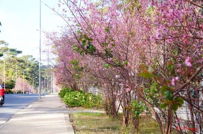 Quên đường về vì Mai Anh Đào Đà Lạt Quên đường về vì Mai Anh Đào Đà Lạt