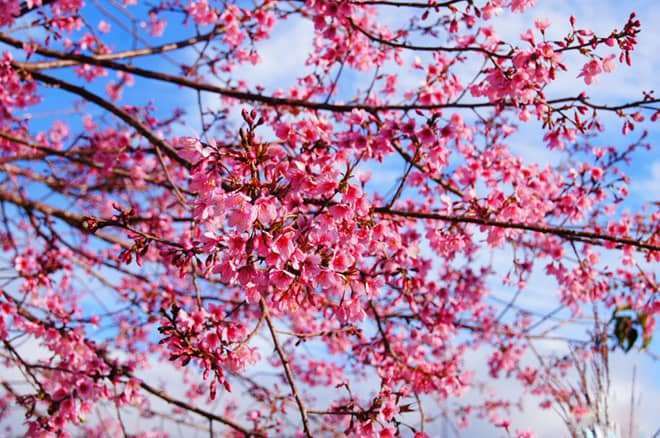 Quên đường về vì Mai Anh Đào Đà Lạt Quên đường về vì Mai Anh Đào Đà Lạt