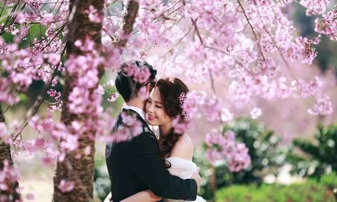 Quên đường về vì Mai Anh Đào Đà Lạt Quên đường về vì Mai Anh Đào Đà Lạt