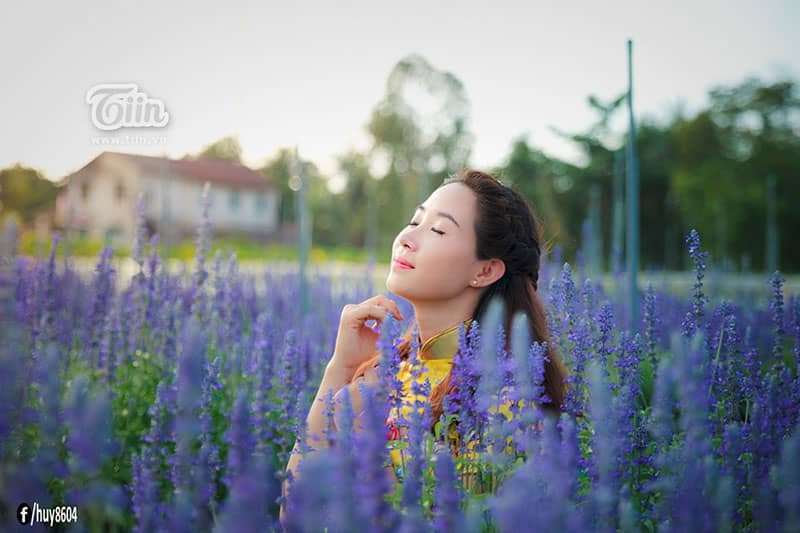cánh đồng Hoa Oải Hương ở Đồng Nai cánh đồng Hoa Oải Hương ở Đồng Nai