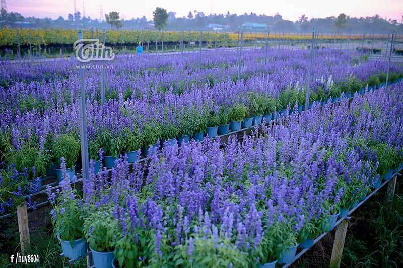 cánh đồng Hoa Oải Hương ở Đồng Nai cánh đồng Hoa Oải Hương ở Đồng Nai