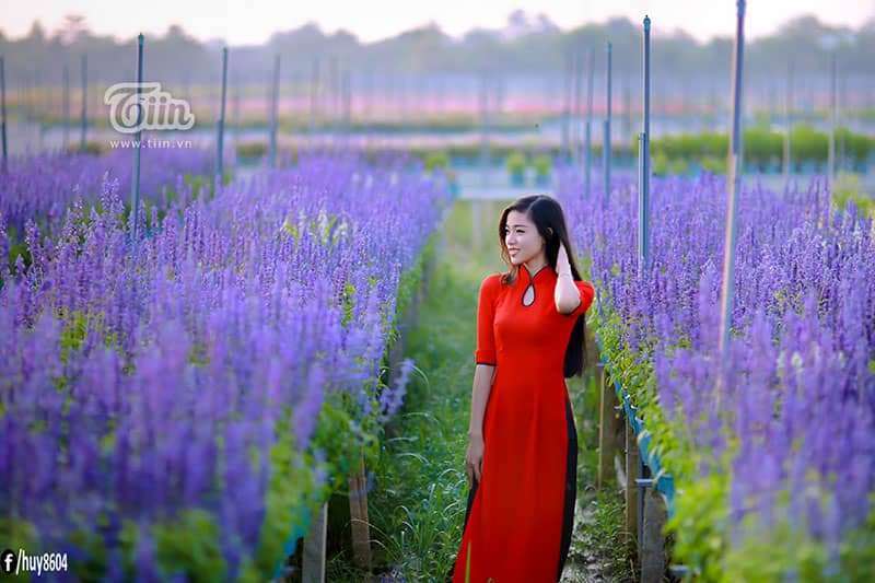 cánh đồng Hoa Oải Hương ở Đồng Nai cánh đồng Hoa Oải Hương ở Đồng Nai