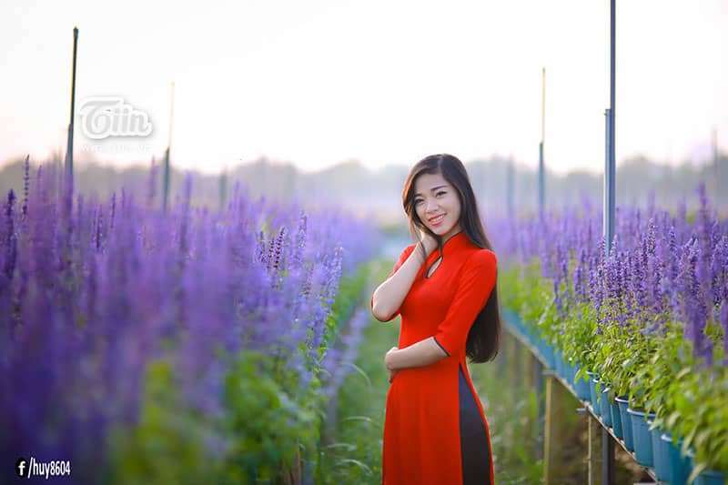 cánh đồng Hoa Oải Hương ở Đồng Nai cánh đồng Hoa Oải Hương ở Đồng Nai