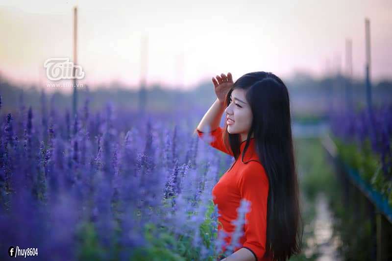 cánh đồng Hoa Oải Hương ở Đồng Nai cánh đồng Hoa Oải Hương ở Đồng Nai
