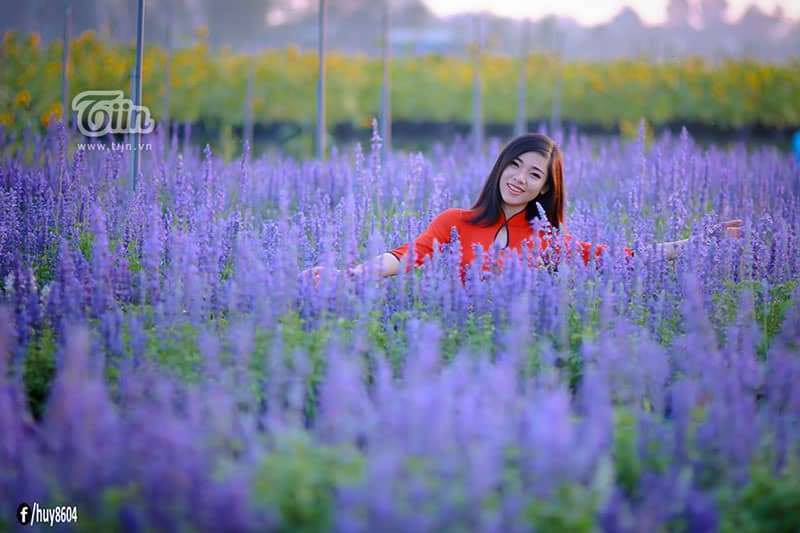 cánh đồng Hoa Oải Hương ở Đồng Nai cánh đồng Hoa Oải Hương ở Đồng Nai