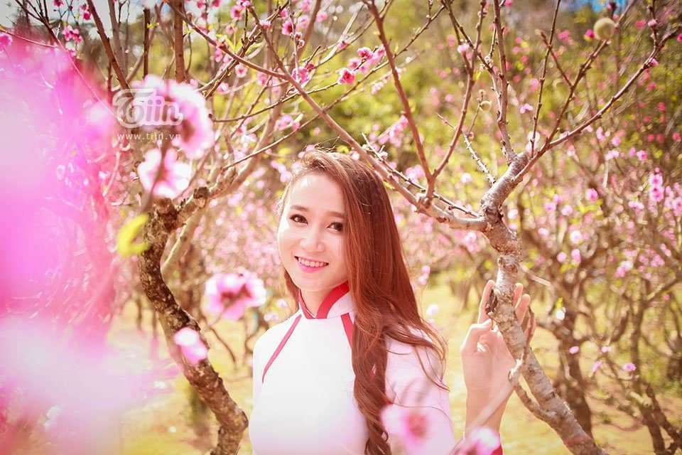 Đ&agrave; Lạt rực sắc mai anh đ&agrave;o những ng&agrave;y đầu xu&acirc;n